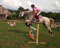 dressage-thoroughbred-horse