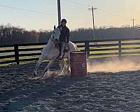 barrel-flashy-thoroughbred-horse