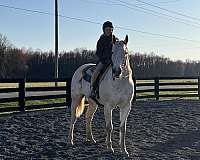 barrel-thoroughbred-horse