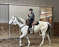 athletic-thoroughbred-horse