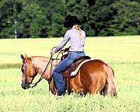 palomino-see-pics-horse