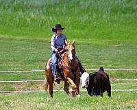 husband-safe-quarter-horse