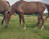 white-socks-horse