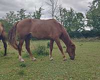 sorrel-stripe-horse