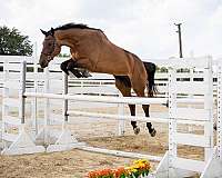 games-dutch-warmblood-horse