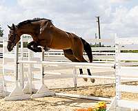 meadows-dutch-warmblood-horse