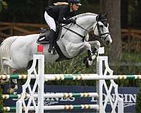 a-show-belgian-warmblood-horse