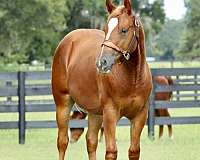 all-around-quarter-horse