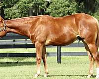 aqha-quarter-horse