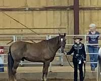 gaited-tennessee-walking-horse