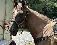 show-experience-tennessee-walking-horse