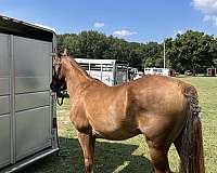 trail-riding-tennessee-walking-horse