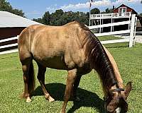 trained-tennessee-walking-horse