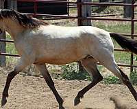 dappled-spanish-mustang-horse