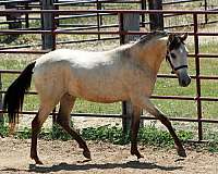 flashy-spanish-mustang-horse