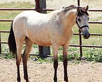 vaquero-spanish-mustang-horse