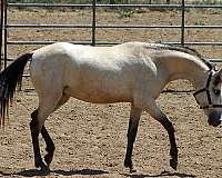 western-dressage-spanish-mustang-horse