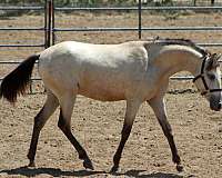 buckskin-spanish-mustang-gelding