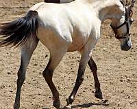 13-hand-spanish-mustang-gelding