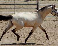 buckskin-spanish-mustang-for-sale