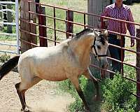 all-spanish-mustang-horse