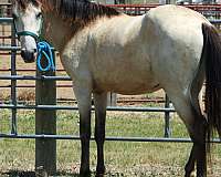 amateur-spanish-mustang-horse