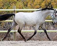 amateur-owner-spanish-mustang-horse