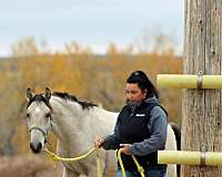 beautiful-buckskin-spanish-mustang-horse