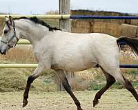 buckskin-spanish-mustang-horse