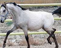 buckskin-gelding-spanish-mustang-horse