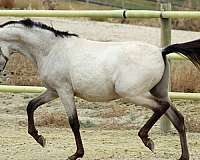 dam-spanish-mustang-horse