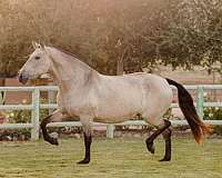 buckskin-none-horse