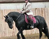 friesian-gypsy-vanner-pony