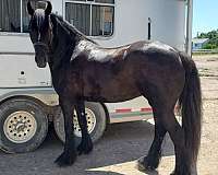 gypsian-gypsy-vanner-pony