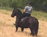 draft-cross-gypsy-vanner-pony