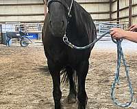 western-riding-gypsy-vanner-pony