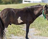 cowgirls-gelding