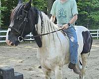 tobiano-gypsy-vanner-gelding