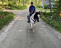 all-around-gypsy-vanner-horse