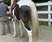 finish-your-way-gypsy-vanner-horse