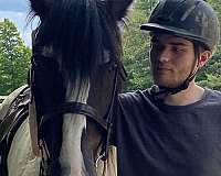 husband-horse-gypsy-vanner