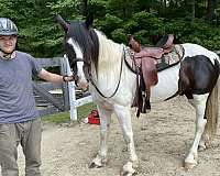 percheron-gypsy-vanner-horse