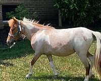 paint-pony-for-sale