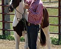 tobiano-hanoverian-horse