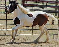 tobiano-hanoverian