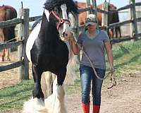 tobiano-snip-horse