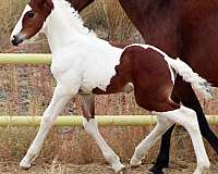 tobiano-hanoverian-horse