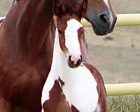 tobiano-hanoverian