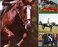 four-hanoverian-horse