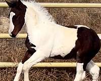 tobiano-hanoverian-colt